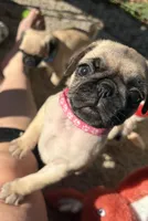 Ms Pink, a female Pug for sale in Penngrove, CA – Photo 1 of 2