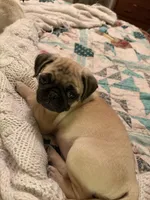 Ms Pink, a female Pug for sale in Penngrove, CA – Photo 2 of 2