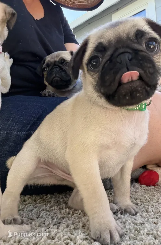 Mr. Green – Pug puppy for sale in Penngrove, CA