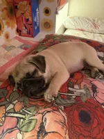 Mr. Green, a male Pug for sale in Penngrove, CA – Photo 2 of 2