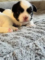 Male White/black, a male French Bulldog for sale in Saratoga Springs, NY – Photo 6 of 6