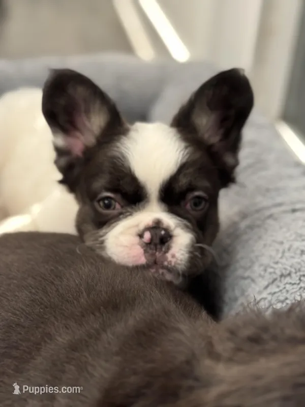 Male White/black – French Bulldog puppy for sale in Saratoga Springs, NY