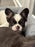 Male White/black, a male French Bulldog for sale in Saratoga Springs, NY – 1 of 2