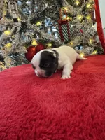 Male White/black, a male French Bulldog for sale in Saratoga Springs, NY – Photo 3 of 6