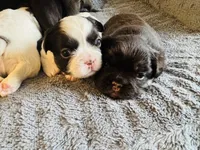 Male White/black, a male French Bulldog for sale in Saratoga Springs, NY – Photo 2 of 6