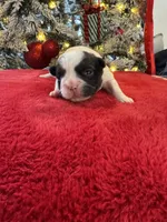 Male White/black, a male French Bulldog for sale in Saratoga Springs, NY – Photo 4 of 6