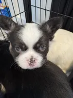 Male White/black, a male French Bulldog for sale in Saratoga Springs, NY – Photo 1 of 6