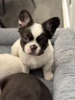 Male White/black, a male French Bulldog for sale in Saratoga Springs, NY – 2 of 2