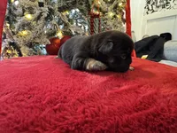 Black Tan Male, a male French Bulldog for sale in Saratoga Springs, NY – Photo 2 of 8