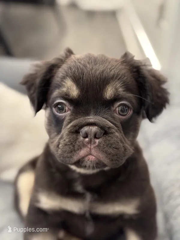 Black Tan Male – French Bulldog puppy for sale in Saratoga Springs, NY