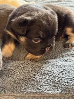 Black Tan Male, a male French Bulldog for sale in Saratoga Springs, NY – Photo 4 of 8