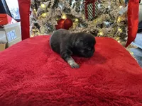 Black Tan Male, a male French Bulldog for sale in Saratoga Springs, NY – Photo 3 of 8