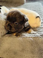 Black Tan Male, a male French Bulldog for sale in Saratoga Springs, NY – Photo 7 of 8