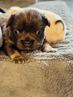 Black Tan Male, a male French Bulldog for sale in Saratoga Springs, NY – Photo 8 of 8