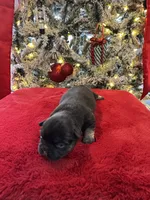 Black Tan Male, a male French Bulldog for sale in Saratoga Springs, NY – Photo 6 of 8