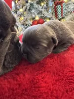 Female Grey Frechie, a female French Bulldog for sale in Saratoga Springs, NY – Photo 6 of 6