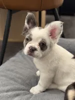 Female white grey fluffy , a female French Bulldog for sale in Saratoga Springs, NY – Photo 2 of 3