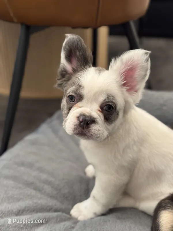 Female white grey fluffy  – French Bulldog puppy for sale in Saratoga Springs, NY