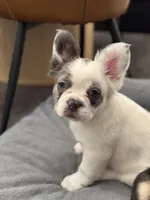 Female white grey fluffy , a female French Bulldog for sale in Saratoga Springs, NY – Photo 1 of 3