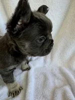 Female Grey Frechie, a female French Bulldog for sale in Saratoga Springs, NY – Photo 1 of 6