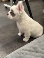 Female white grey fluffy , a female French Bulldog for sale in Saratoga Springs, NY – Photo 3 of 3