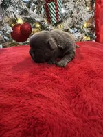 Female Grey Frechie, a female French Bulldog for sale in Saratoga Springs, NY – Photo 4 of 6