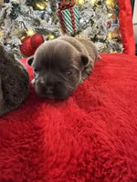Female Grey Frechie, a female French Bulldog for sale in Saratoga Springs, NY – Photo 3 of 6