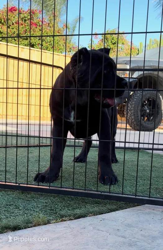 Mamba – Cane Corso puppy for sale in Fontana, CA