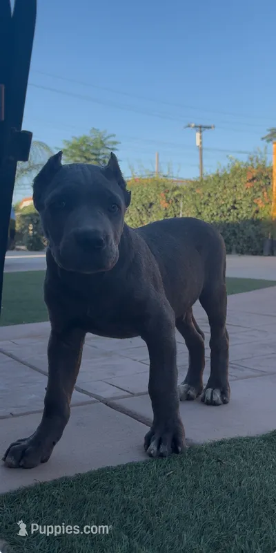 Bruno  – Cane Corso puppy for sale in Fontana, CA