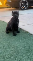 Ebony, a female Cane Corso for sale in Fontana, CA – 3 of 3