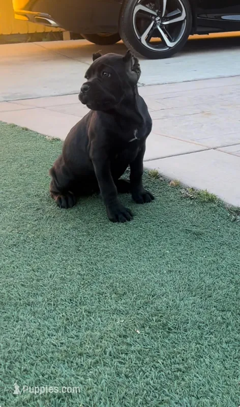 Ebony – Cane Corso puppy for sale in Fontana, CA
