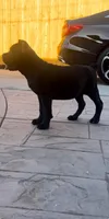 Ebony, a female Cane Corso for sale in Fontana, CA – 2 of 3