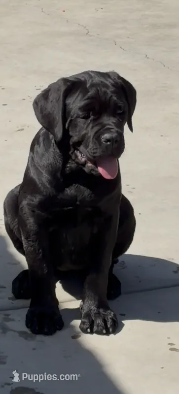 Luna – Cane Corso puppy for sale in Fontana, CA