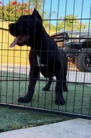 Mamba, a male Cane Corso for sale in Fontana, CA – 3 of 5