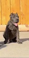 Blu, a male Cane Corso for sale in Fontana, CA – 2 of 3