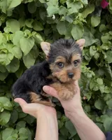 Teddy, a male Yorkshire Terrier for sale in Fontana, CA – Photo 1 of 8