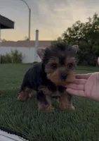 Teddy, a male Yorkshire Terrier for sale in Fontana, CA – Photo 3 of 8