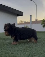 Teddy, a male Yorkshire Terrier for sale in Fontana, CA – Photo 4 of 8