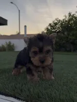 Teddy, a male Yorkshire Terrier for sale in Fontana, CA – Photo 6 of 8