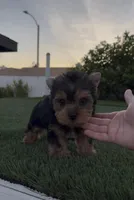 Teddy, a male Yorkshire Terrier for sale in Fontana, CA – Photo 8 of 8