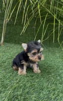 Teddy, a male Yorkshire Terrier for sale in Fontana, CA – Photo 5 of 8