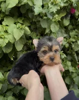 Teddy, a male Yorkshire Terrier for sale in Fontana, CA – Photo 7 of 8