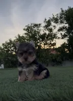 Max, a male Yorkshire Terrier for sale in Fontana, CA – Photo 5 of 9