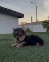 Max, a male Yorkshire Terrier for sale in Fontana, CA – Photo 3 of 9