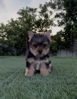 Max, a male Yorkshire Terrier for sale in Fontana, CA – Photo 2 of 9