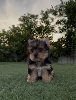 Max, a male Yorkshire Terrier for sale in Fontana, CA – Photo 4 of 9