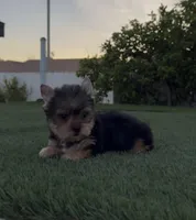 Max, a male Yorkshire Terrier for sale in Fontana, CA – Photo 6 of 9