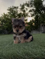 Max, a male Yorkshire Terrier for sale in Fontana, CA – Photo 1 of 9
