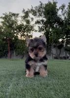 Max, a male Yorkshire Terrier for sale in Fontana, CA – Photo 7 of 9