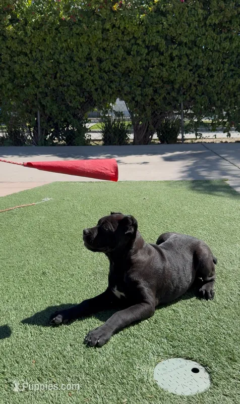 Luna – Cane Corso puppy for sale in Fontana, CA